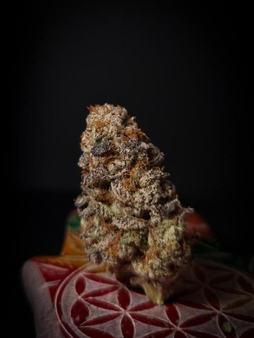 Midnight Candy HappyPlant420 SOIL. Week 17 - Dry