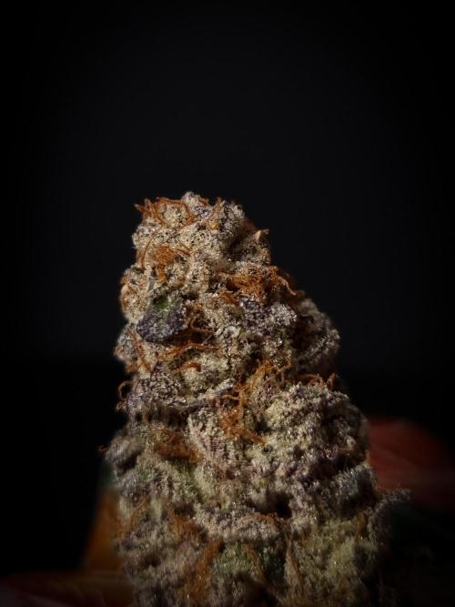 Midnight Candy HappyPlant420 SOIL. Week 17 - Dry