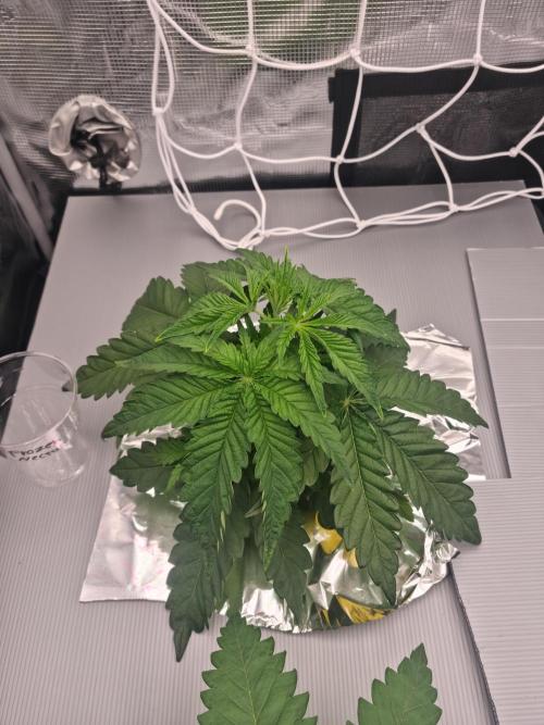 Frozen Nectar HappyPlant420 NFT. Week 3 - Day 21 before defo