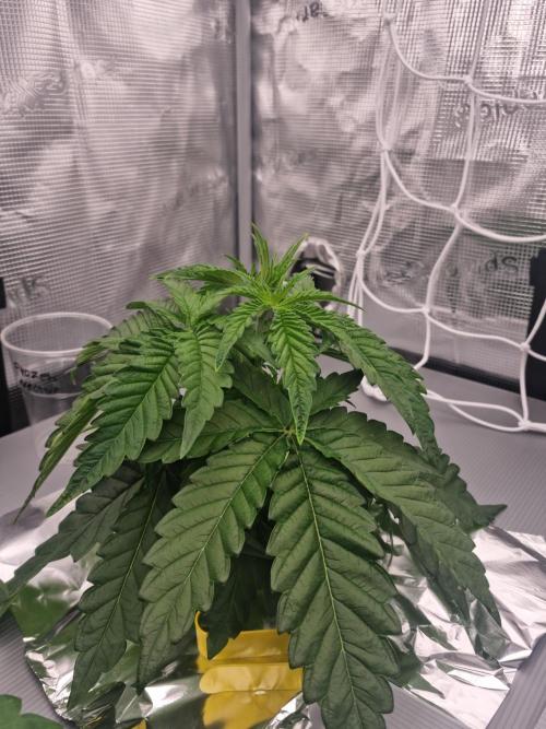 Frozen Nectar HappyPlant420 NFT. Week 3 - Day 21 before defo
