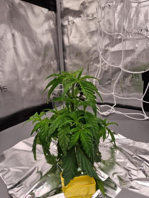 Frozen Nectar HappyPlant420 NFT. Week 3 - Day 21