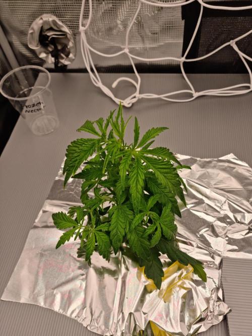 Frozen Nectar HappyPlant420 NFT. Week 3 - Day 21