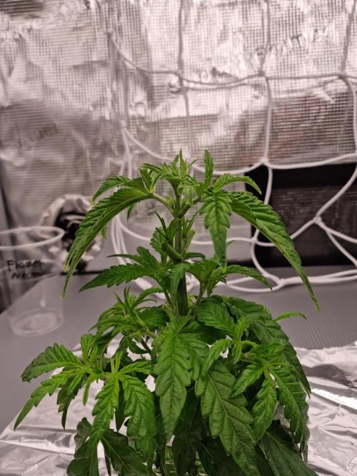 Frozen Nectar HappyPlant420 NFT. Week 3 - Day 21