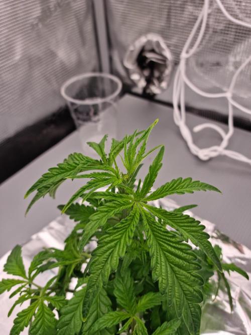 Frozen Nectar HappyPlant420 NFT. Week 3 - Day 21
