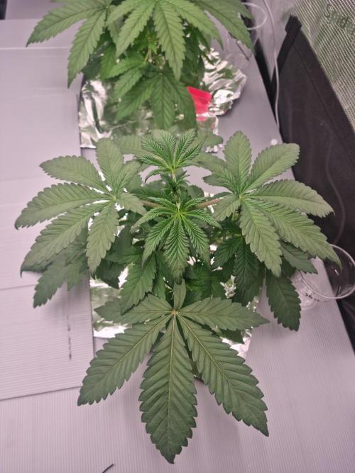 Slush Mint Cake Dutch Passion NFT. Week 3 - Day 21 before defo