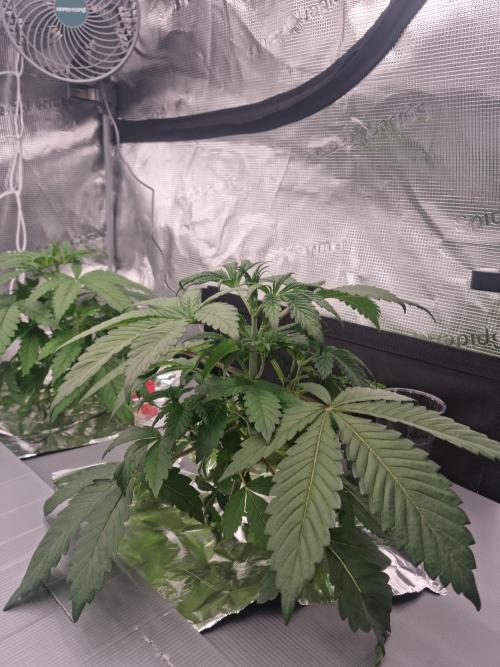Slush Mint Cake Dutch Passion NFT. Week 3 - Day 21 before defo