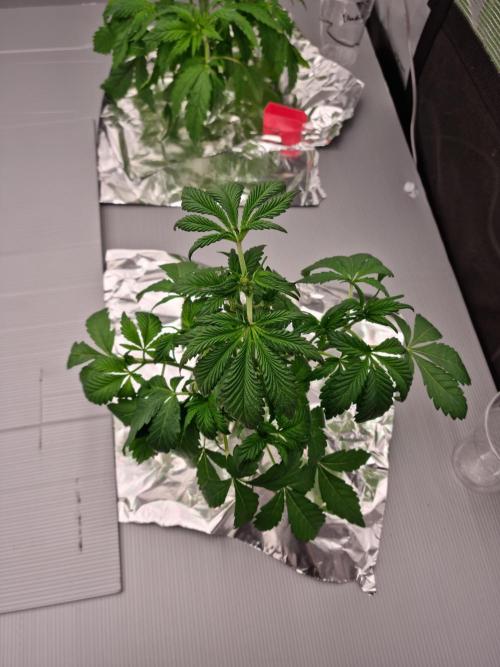 Slush Mint Cake Dutch Passion NFT. Week 3 - Day 21