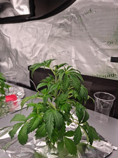Slush Mint Cake Dutch Passion NFT. Week 3 - Day 21