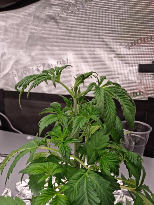 Slush Mint Cake Dutch Passion NFT. Week 3 - Day 21