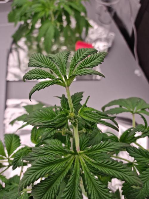 Slush Mint Cake Dutch Passion NFT. Week 3 - Day 21