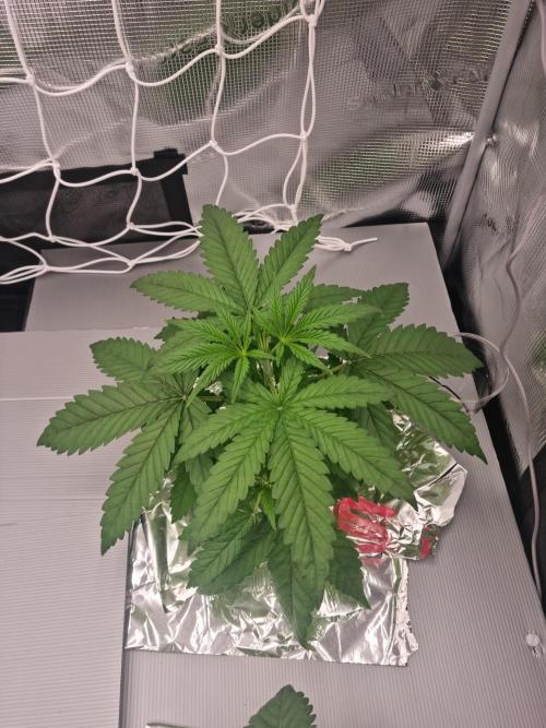 Aladdin Kush Khalifa Genetics NFT. Week 3 - Day 21 before defo