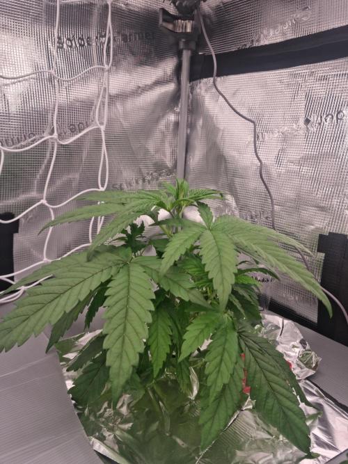 Aladdin Kush Khalifa Genetics NFT. Week 3 - Day 21 before defo
