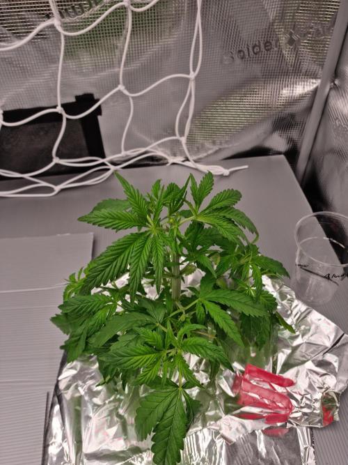 Aladdin Kush Khalifa Genetics NFT. Week 3 - Day 21