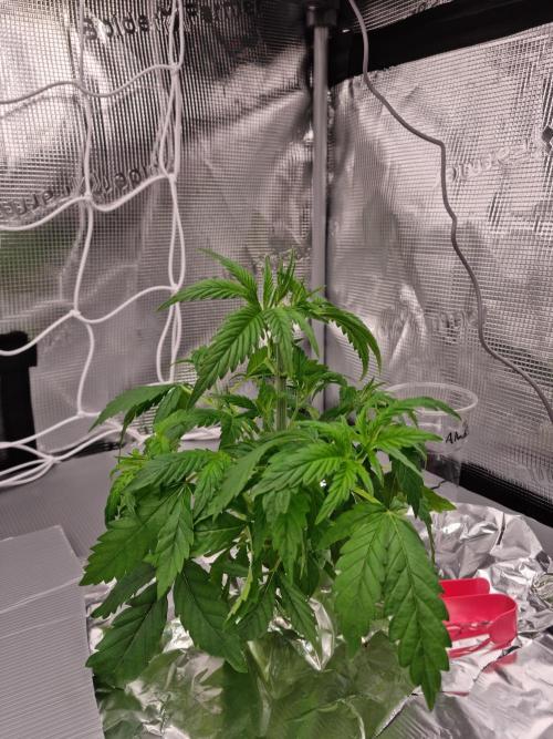 Aladdin Kush Khalifa Genetics NFT. Week 3 - Day 21