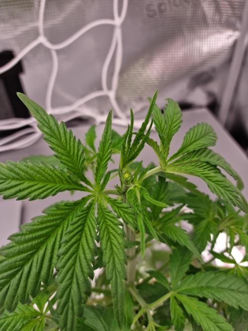 Aladdin Kush. Week 3
