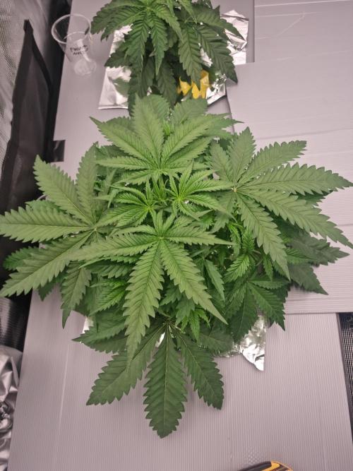 Durian Pie HappyPlant420 NFT. Week 3 - Day 21 before defo