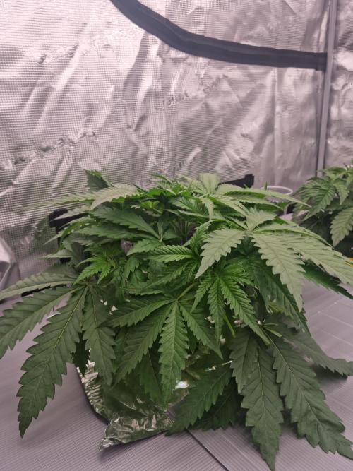 Durian Pie HappyPlant420 NFT. Week 3 - Day 21 before defo