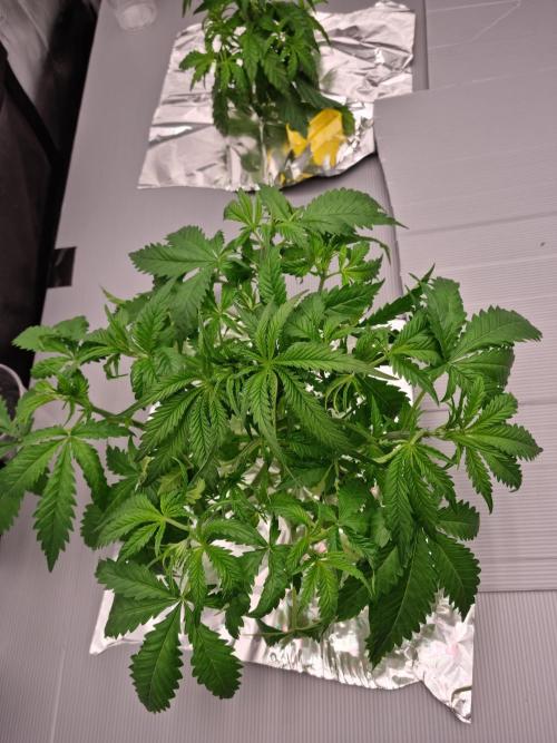 Durian Pie HappyPlant420 NFT. Week 3 - Day 21