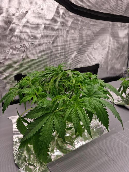 Durian Pie HappyPlant420 NFT. Week 3 - Day 21