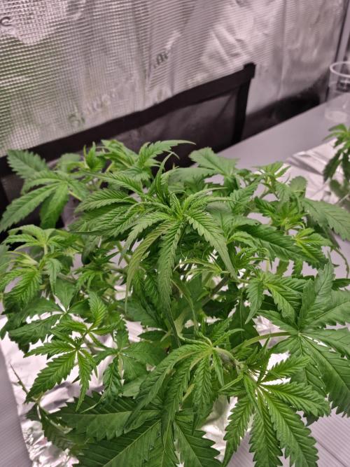 Durian Pie HappyPlant420 NFT. Week 3 - Day 21