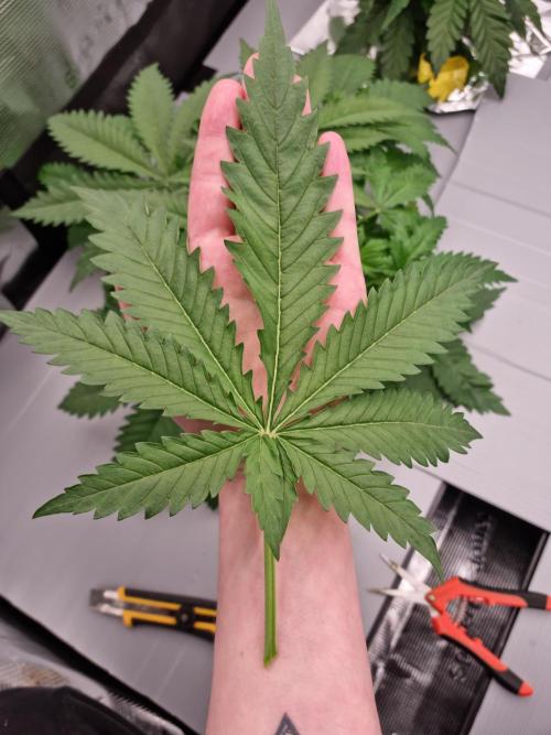 Durian Pie HappyPlant420 NFT. Week 3 - Day 21 hand size leaf