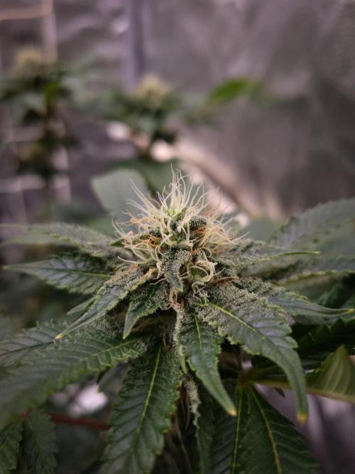 Grandpa Zombie IZI seeds SOIL. Week 8 - Day 28