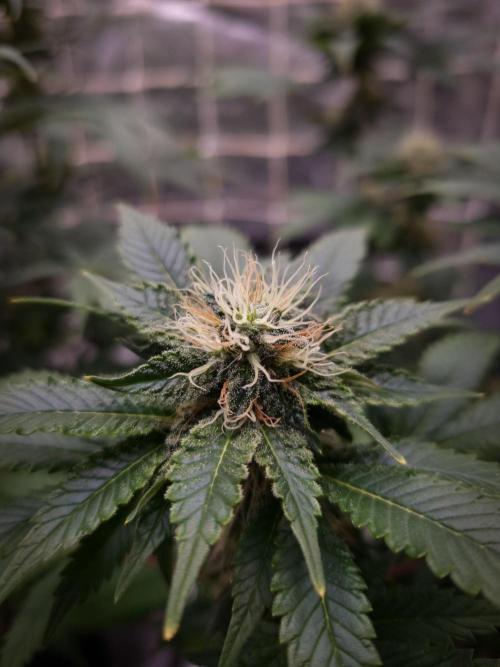 Grandpa Zombie IZI seeds SOIL. Week 8 - Day 28