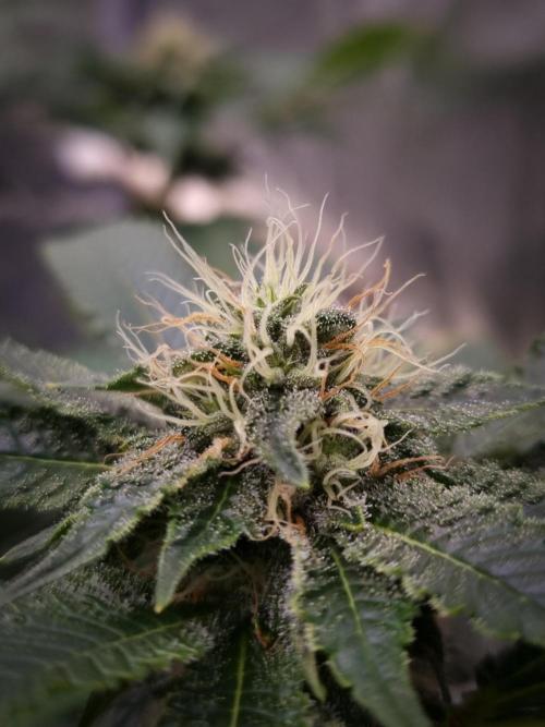 Grandpa Zombie IZI seeds SOIL. Week 8 - Day 28