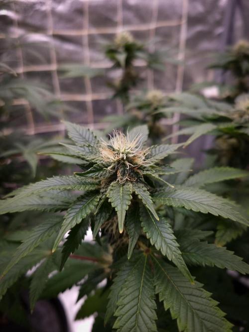 Grandpa Zombie IZI seeds SOIL. Week 8 - Day 28