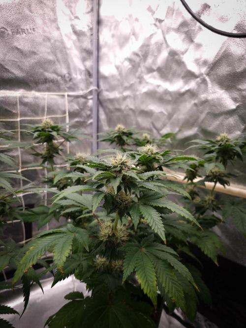 Grandpa Zombie IZI seeds SOIL. Week 8 - Day 28