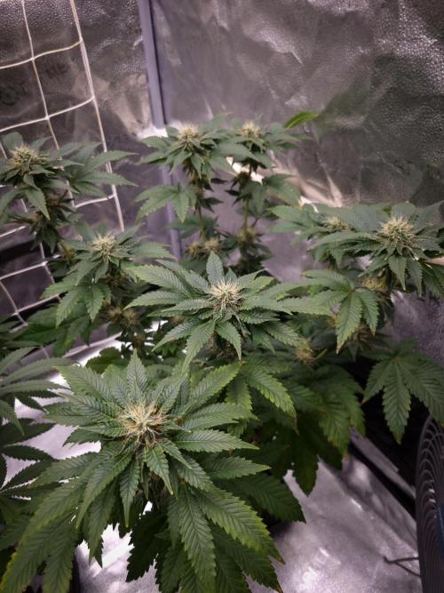Grandpa Zombie IZI seeds SOIL. Week 8 - Day 28