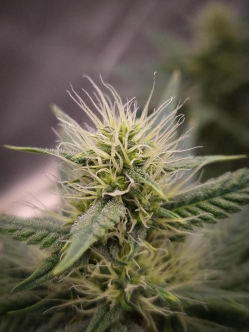 Sticky Broccoli Zamnesia SOIL. Week 8 - Day 28