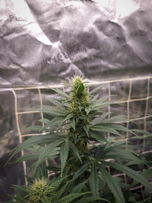 Sticky Broccoli Zamnesia SOIL. Week 8 - Day 28
