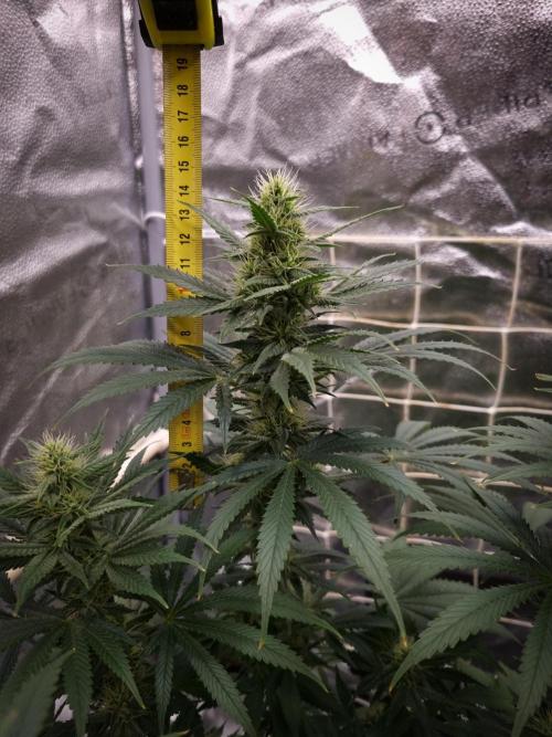 Sticky Broccoli Zamnesia SOIL. Week 8 - Day 28