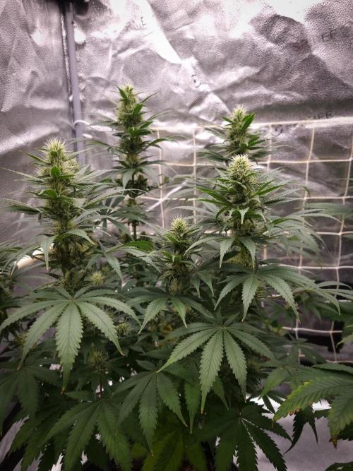 Sticky Broccoli Zamnesia SOIL. Week 8 - Day 28