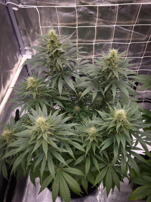 Sticky Broccoli Zamnesia SOIL. Week 8 - Day 28