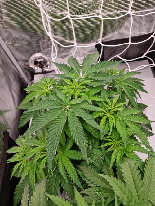 Frozen Nectar HappyPlant420 NFT. Week 4 - Day 28 before dedoliation