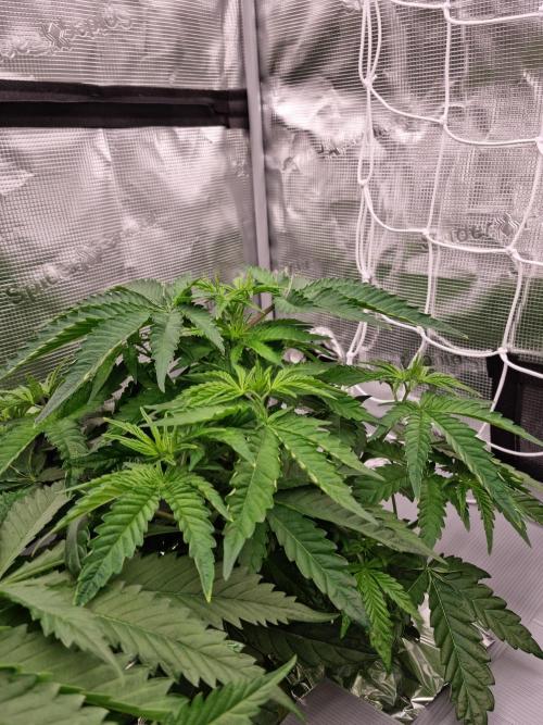 Frozen Nectar HappyPlant420 NFT. Week 4 - Day 28 before defoliation