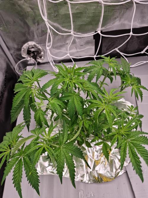 Frozen Nectar HappyPlant420 NFT. Week 4 - Day 28