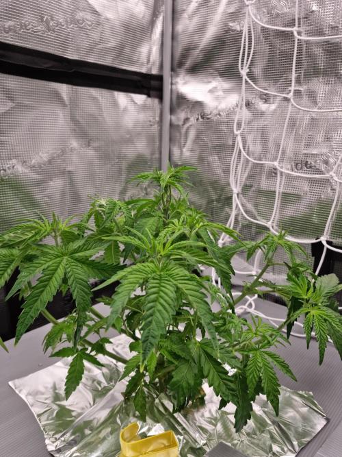 Frozen Nectar HappyPlant420 NFT. Week 4 - Day 28