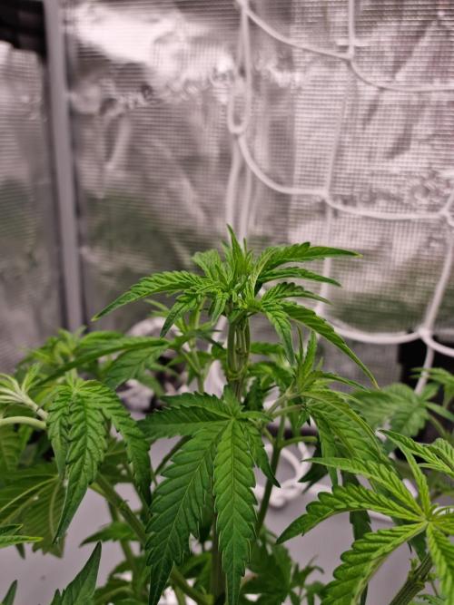 Frozen Nectar HappyPlant420 NFT. Week 4 - Day 28