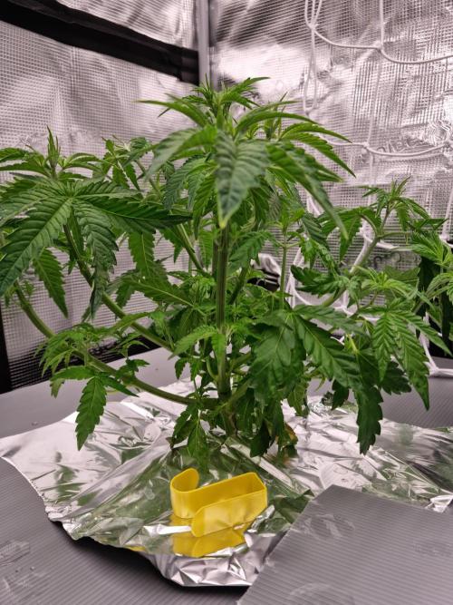 Frozen Nectar HappyPlant420 NFT. Week 4 - Day 28