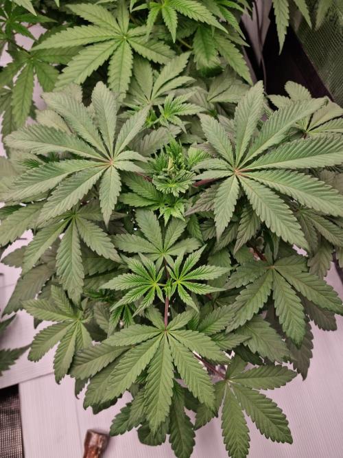 Slush Mint Cake Dutch Passion NFT. Week 4 - Day 28 before defoliation