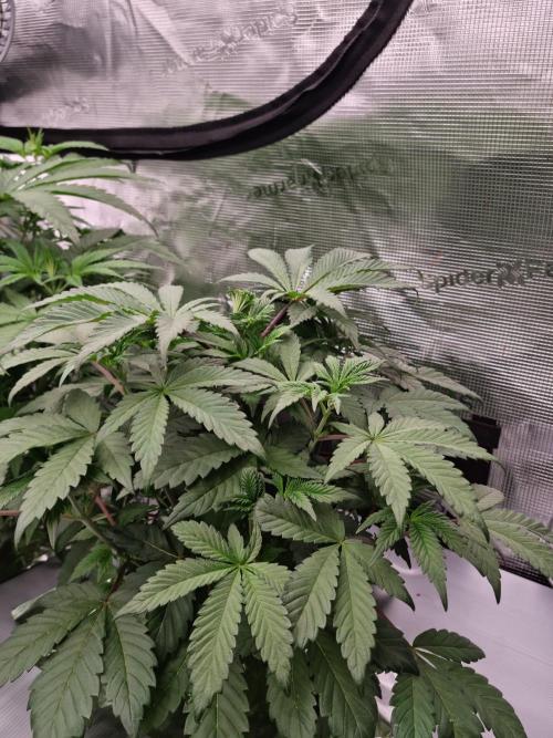 Slush Mint Cake Dutch Passion NFT. Week 4 - Day 28 before defoliation