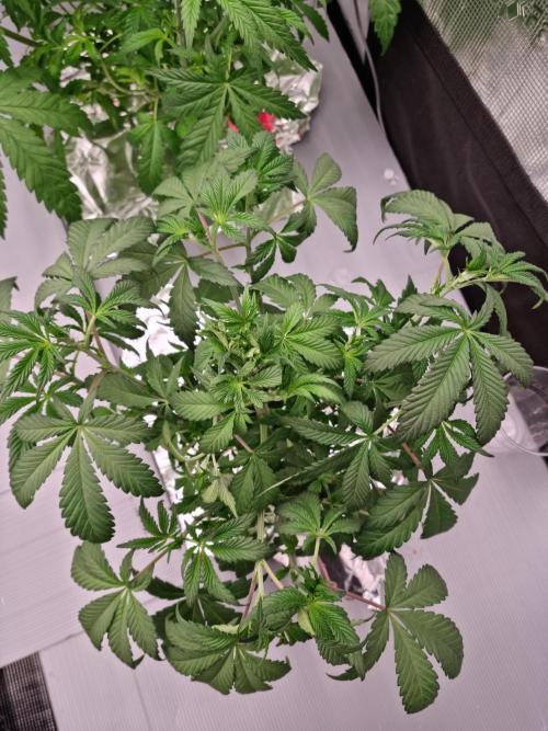 Slush Mint Cake Dutch Passion NFT. Week 4 - Day 28