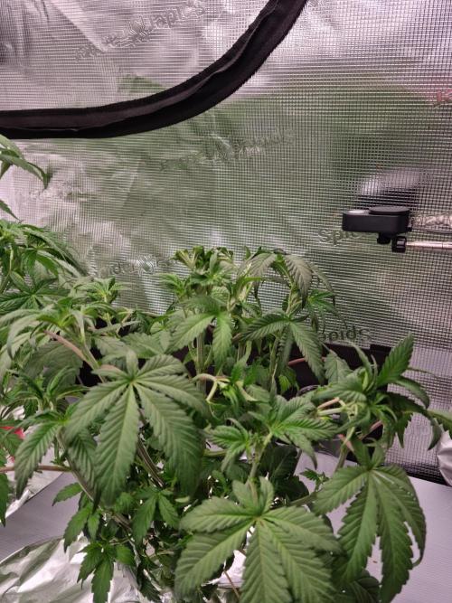 Slush Mint Cake Dutch Passion NFT. Week 4 - Day 28