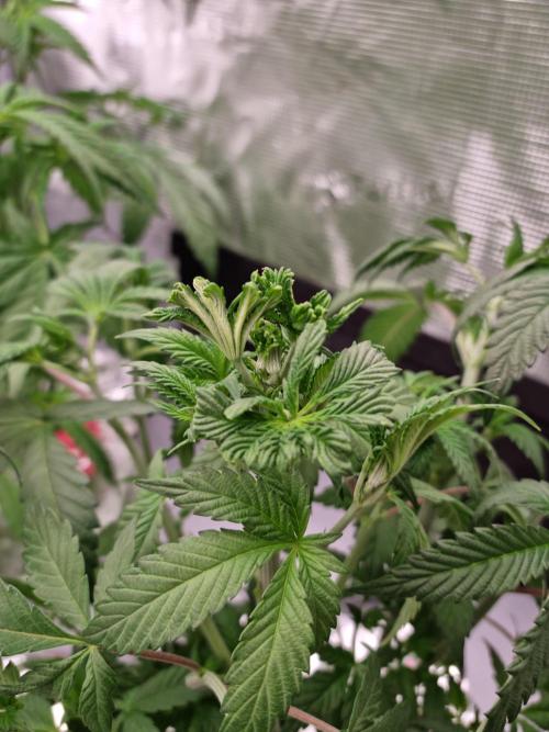 Slush Mint Cake Dutch Passion NFT. Week 4 - Day 28