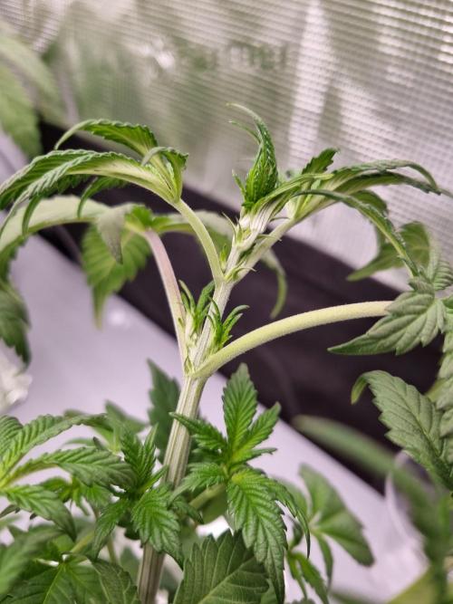 Slush Mint Cake Dutch Passion NFT. Week 4 - Day 28