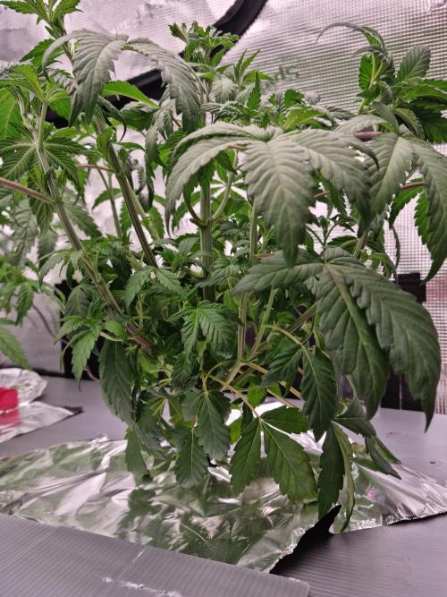 Slush Mint Cake Dutch Passion NFT. Week 4 - Day 28