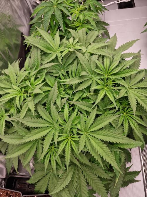 Durian Pie HappyPlant420 NFT. Week 4 - Day 28 before defoliation
